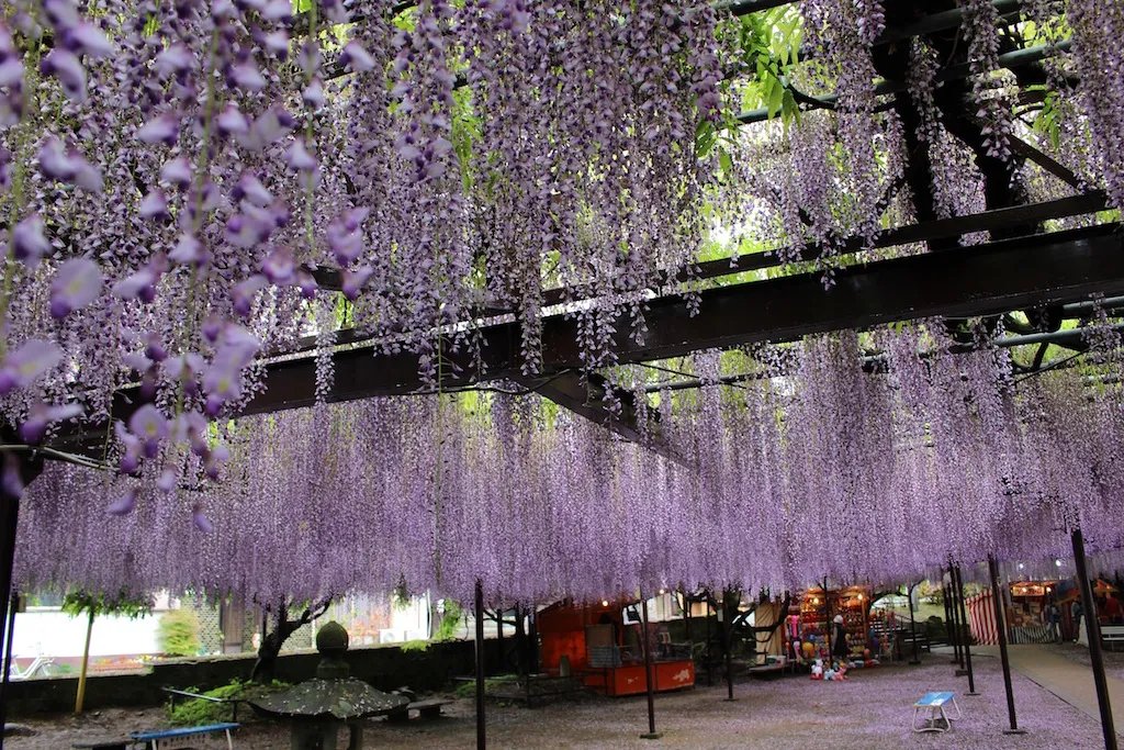 🌸 구로키 등나무(구로키노후지) 이미지 9